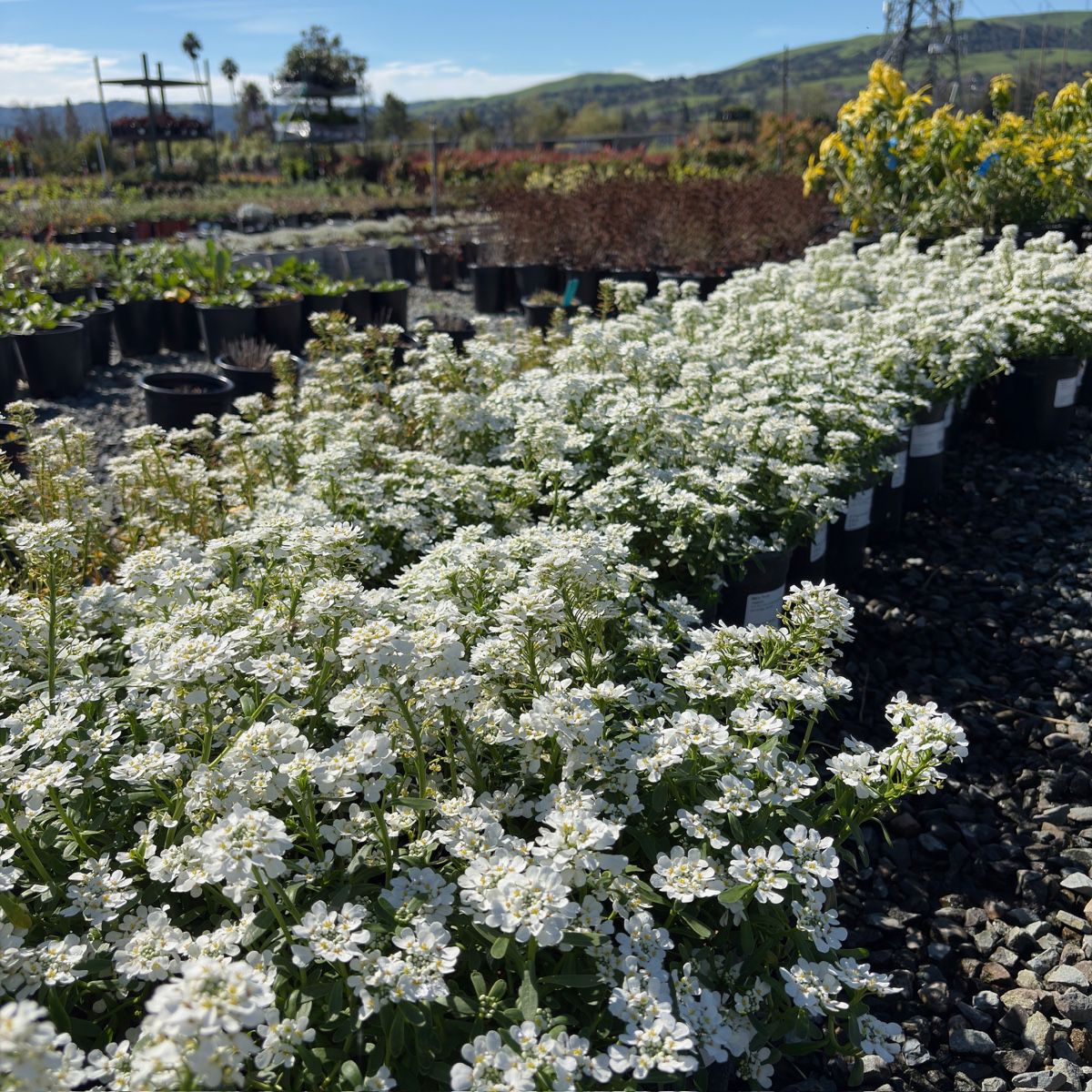 Purity Evergreen Candytuft