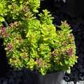 Summer Sunshine Wall Germander