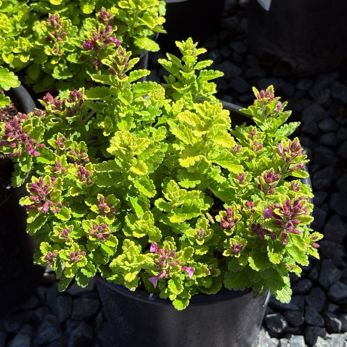Summer Sunshine Wall Germander