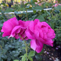 Grande Dame Rose