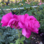 Grande Dame Rose