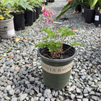 Luxuriant Bleeding Heart