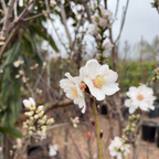 Almond Tree