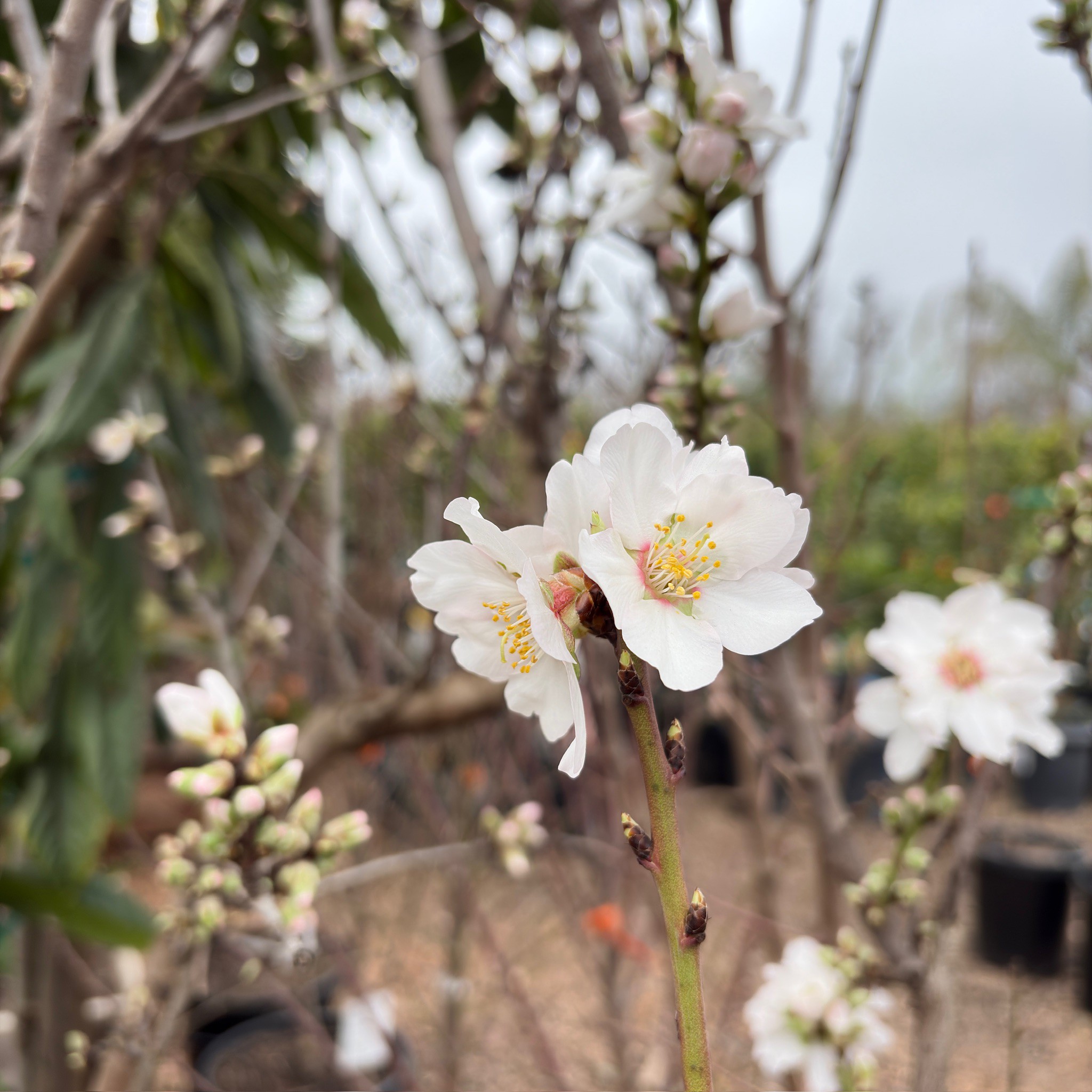 Almond Tree