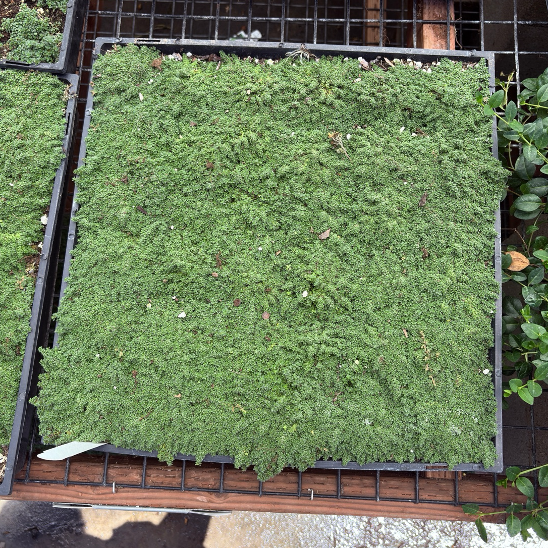 Elfin Creeping Thyme