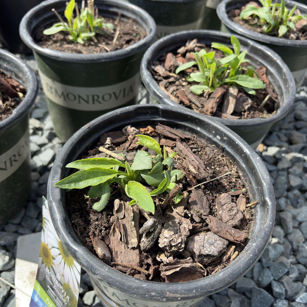 echinacea plant in pot Coneflower (Echinacea purpurea)