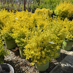 Sunshine Privet