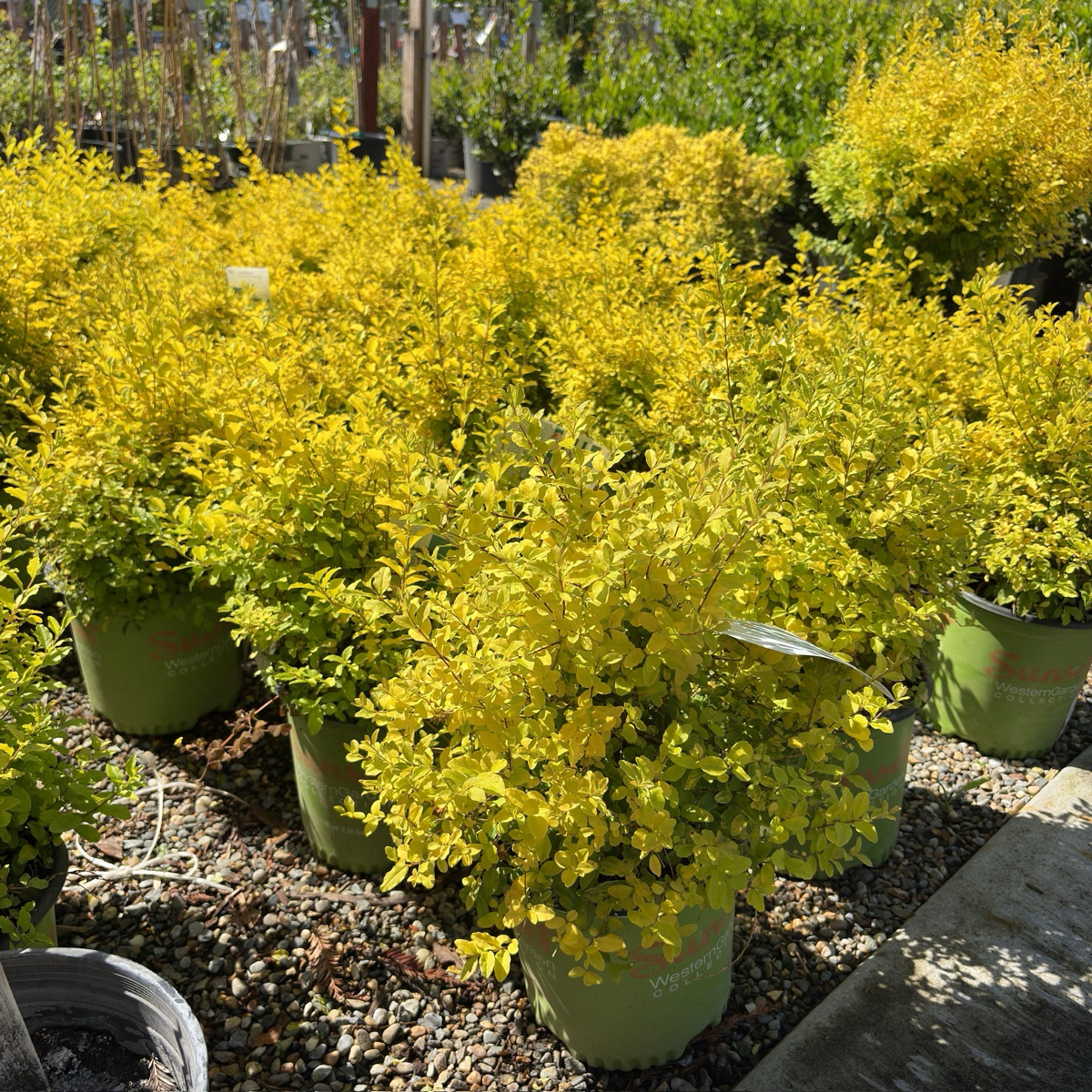 Sunshine Privet