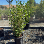 California Hazelnut