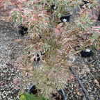 Butterfly Japanese Maple