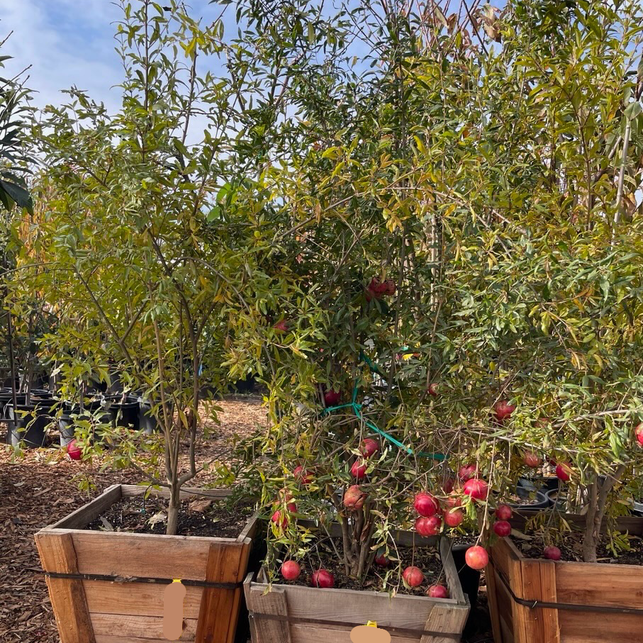 Wonderful Pomegranate