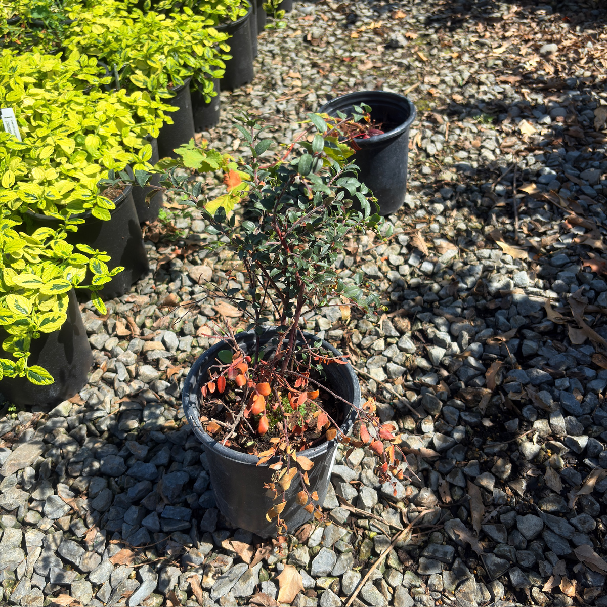 Evergreen Huckleberry