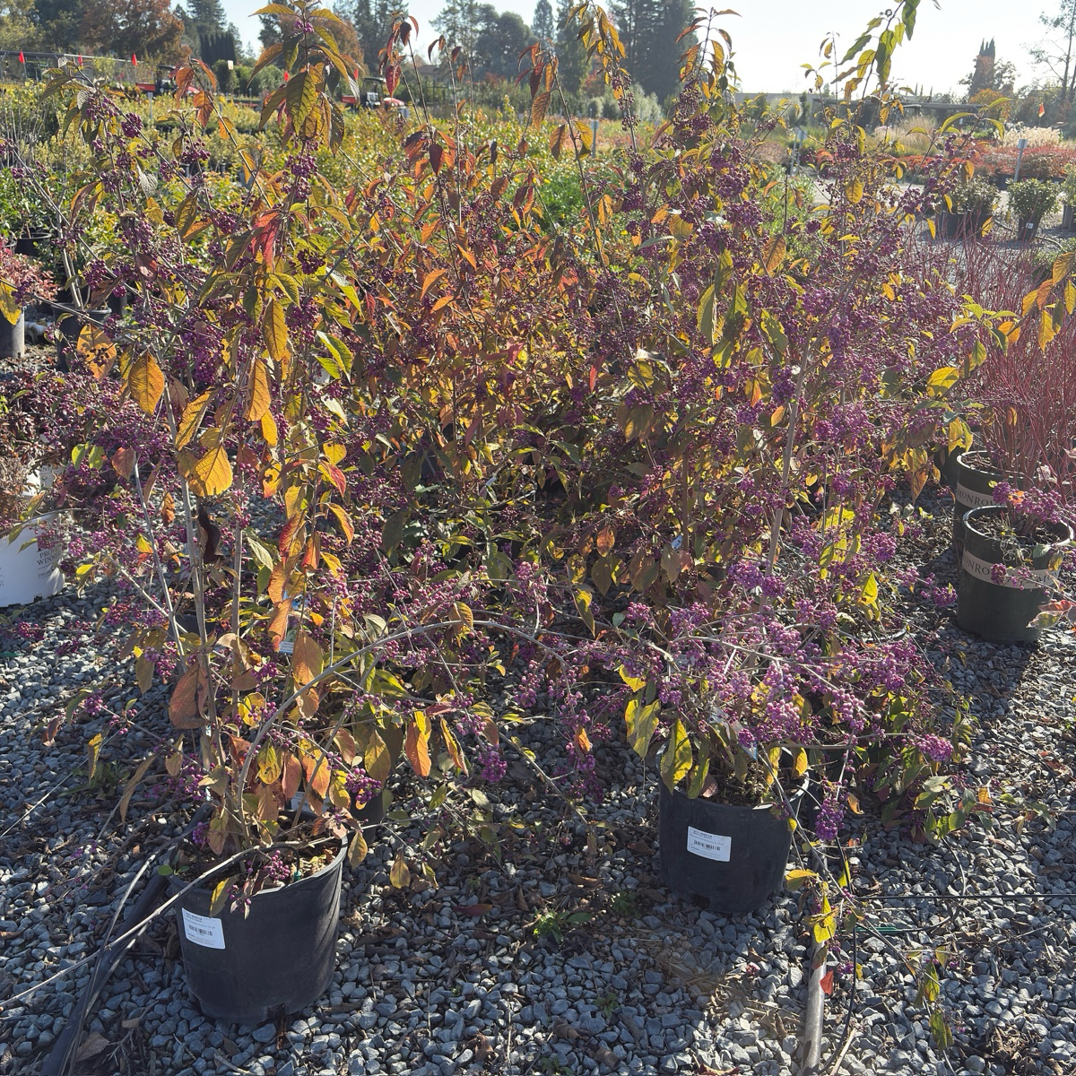 Profusion Beautyberry