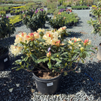 Horizon Monarch Rhododendron