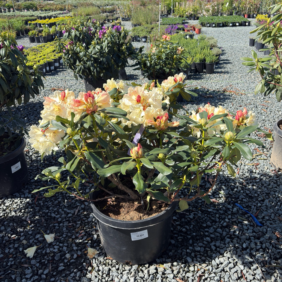 Horizon Monarch Rhododendron