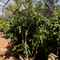 Surinman Cherry