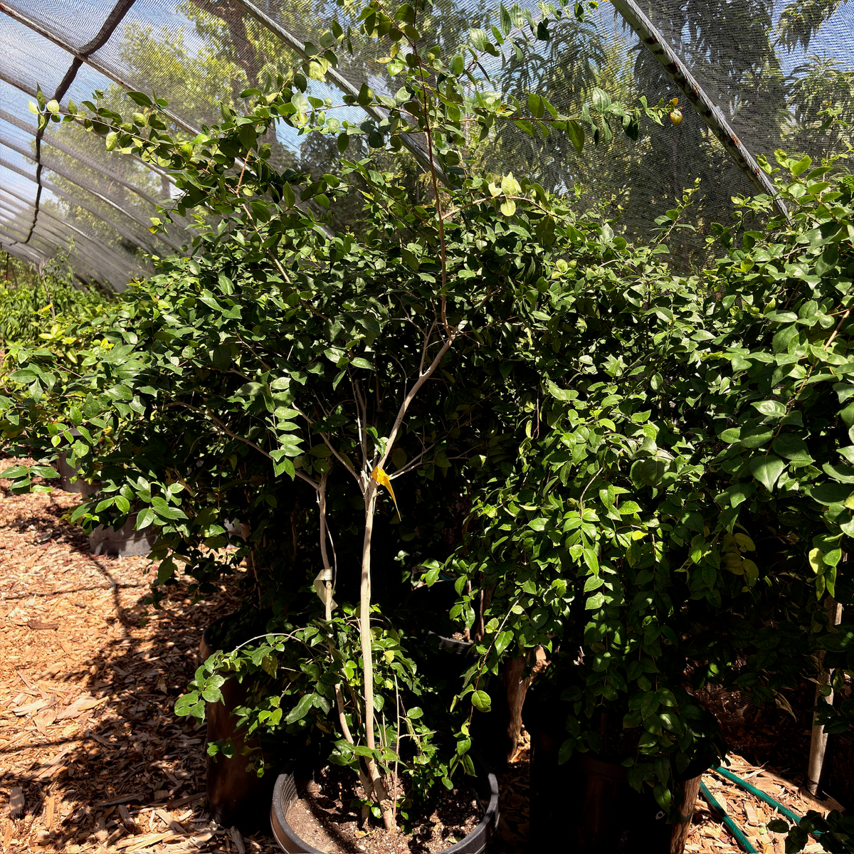 Surinman Cherry