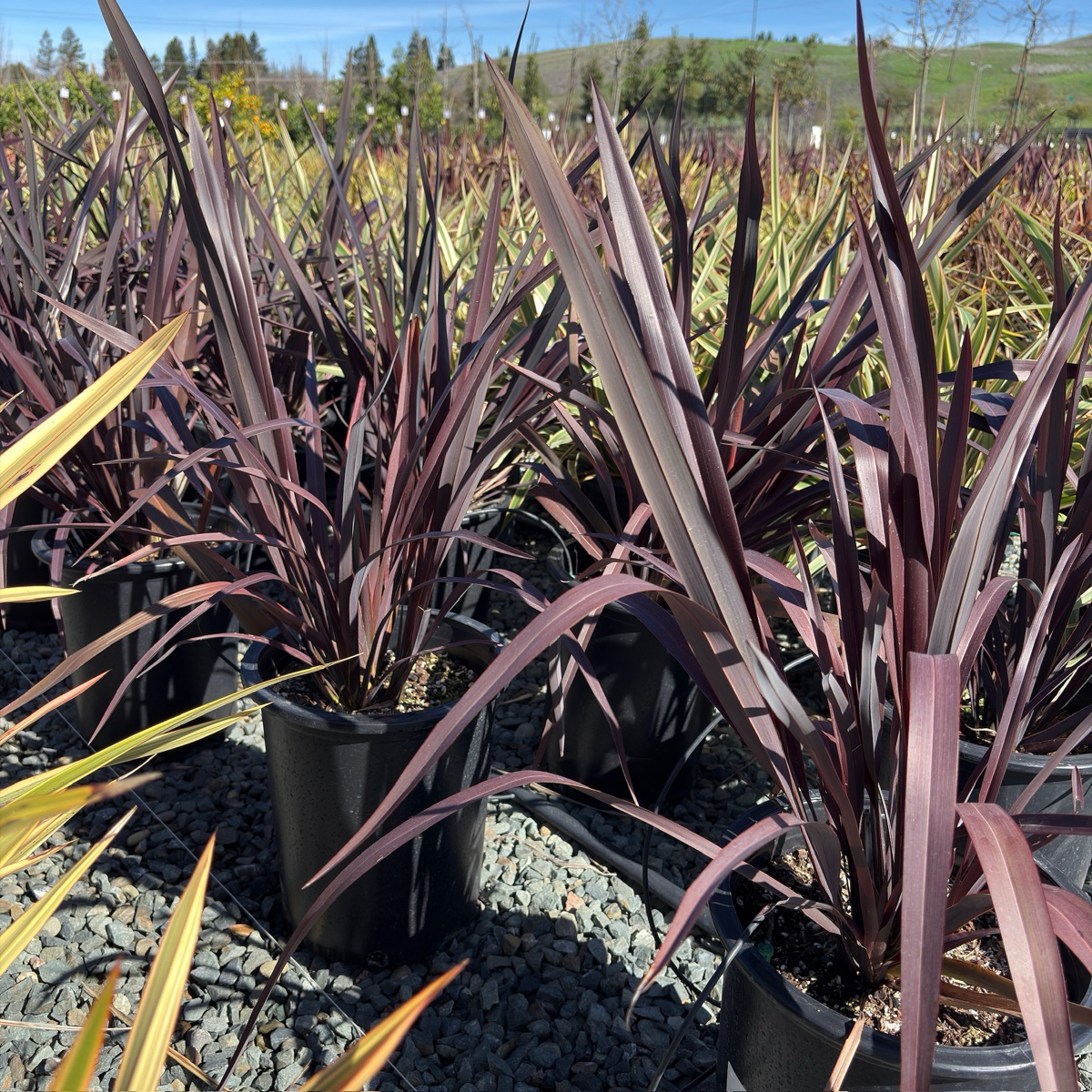 Dark Delight New Zealand Flax