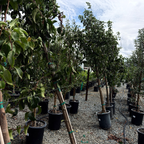 Hosui Pear Tree