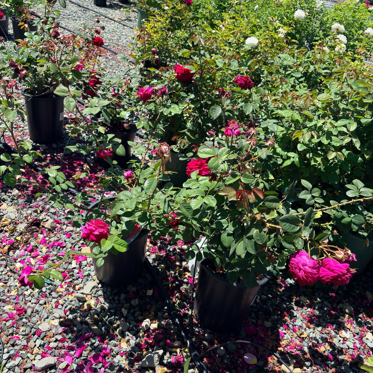 Tess of the d'Urbervilles Austin Rose