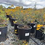 Mountan Marigold