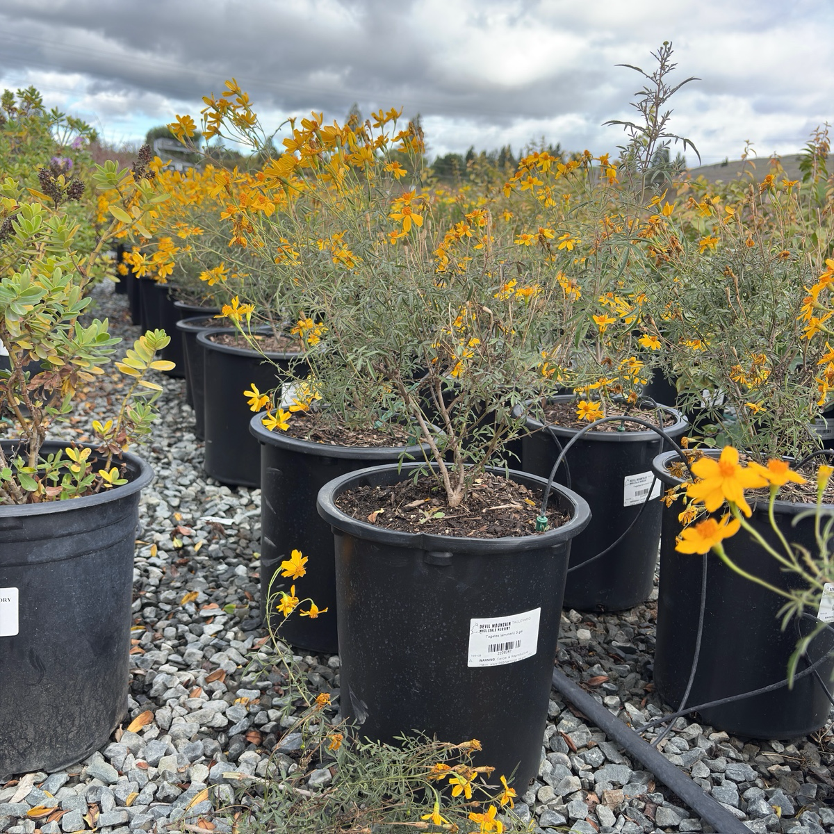 Mountan Marigold