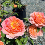 Carding Mill Austin Rose