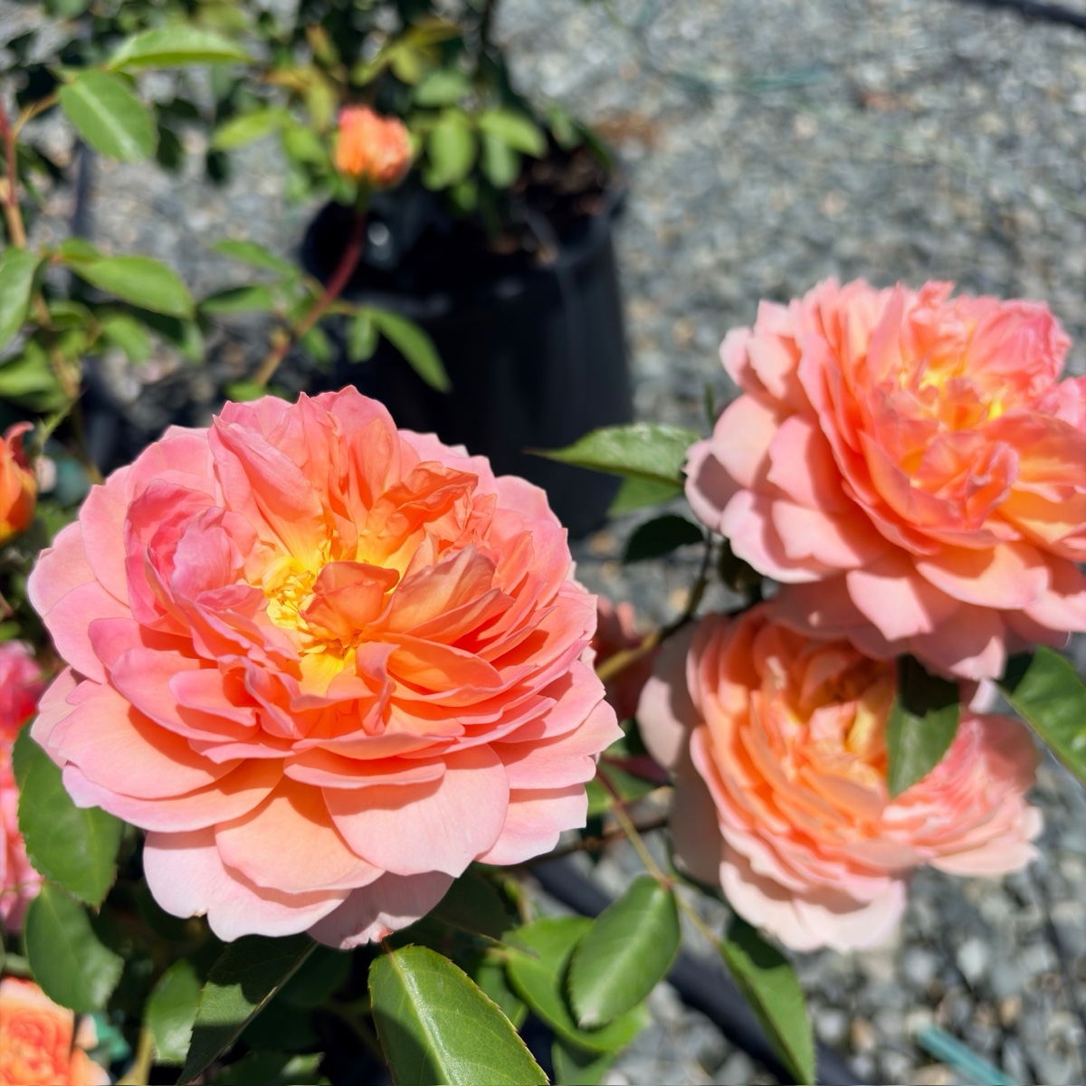 Carding Mill Austin Rose