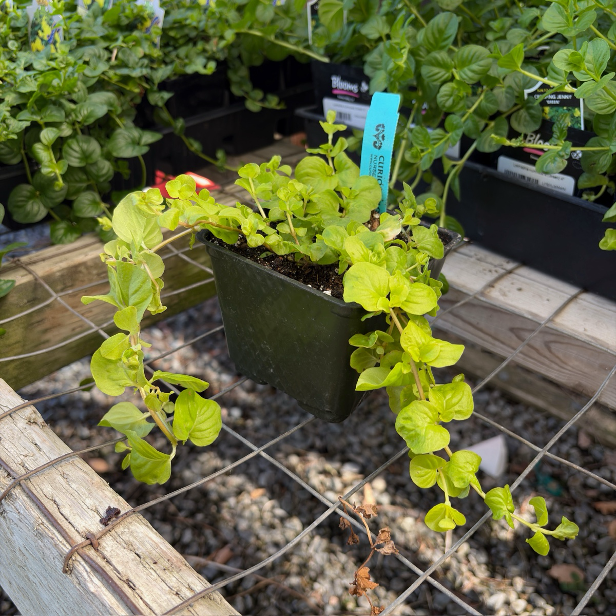 Moneywort Creeper Gold