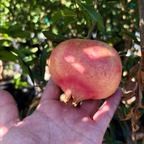 Sweet Pomegranate