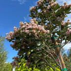 Majestic Beauty Indian Hawthorn