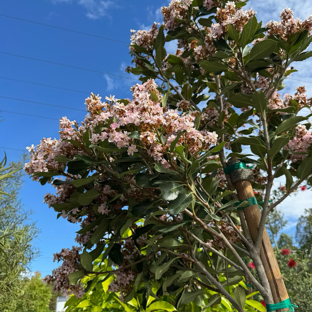 Majestic Beauty Indian Hawthorn