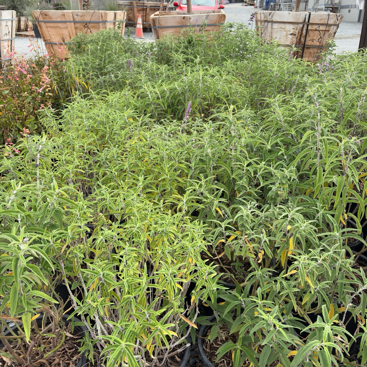 Santa Barbara Mexican Bush Sage