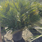 European Fan Palm