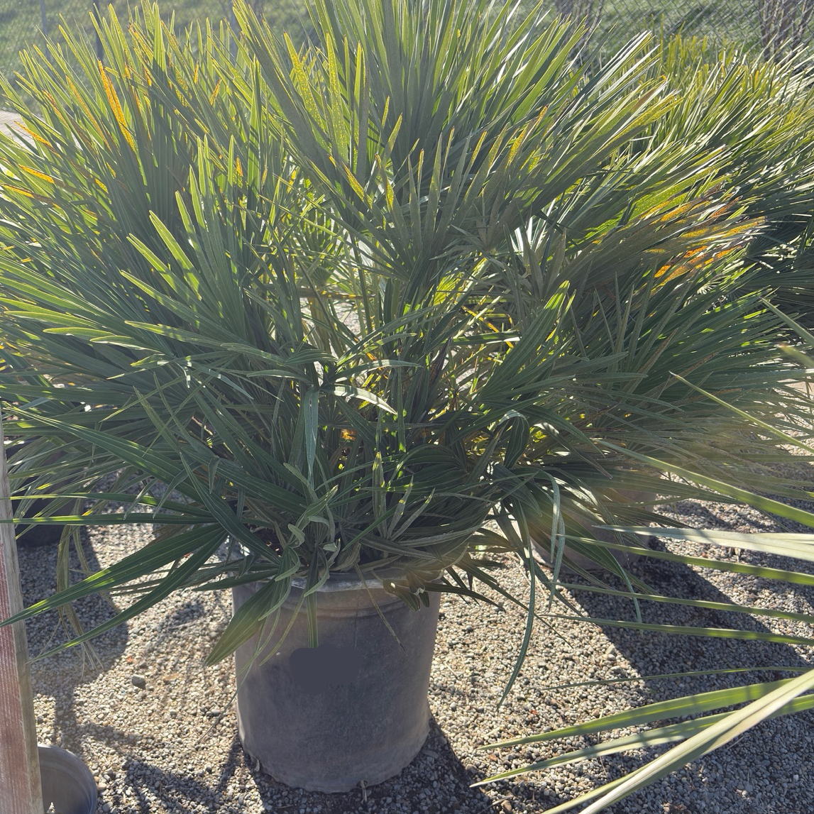 European Fan Palm