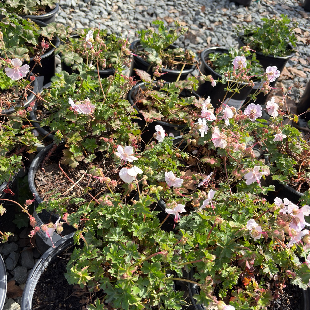 Biokovo Cranesbill