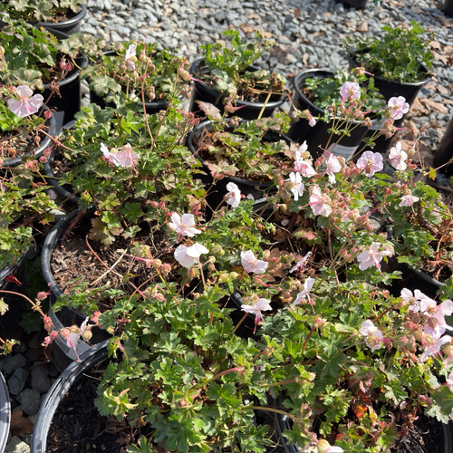 Biokovo Cranesbill
