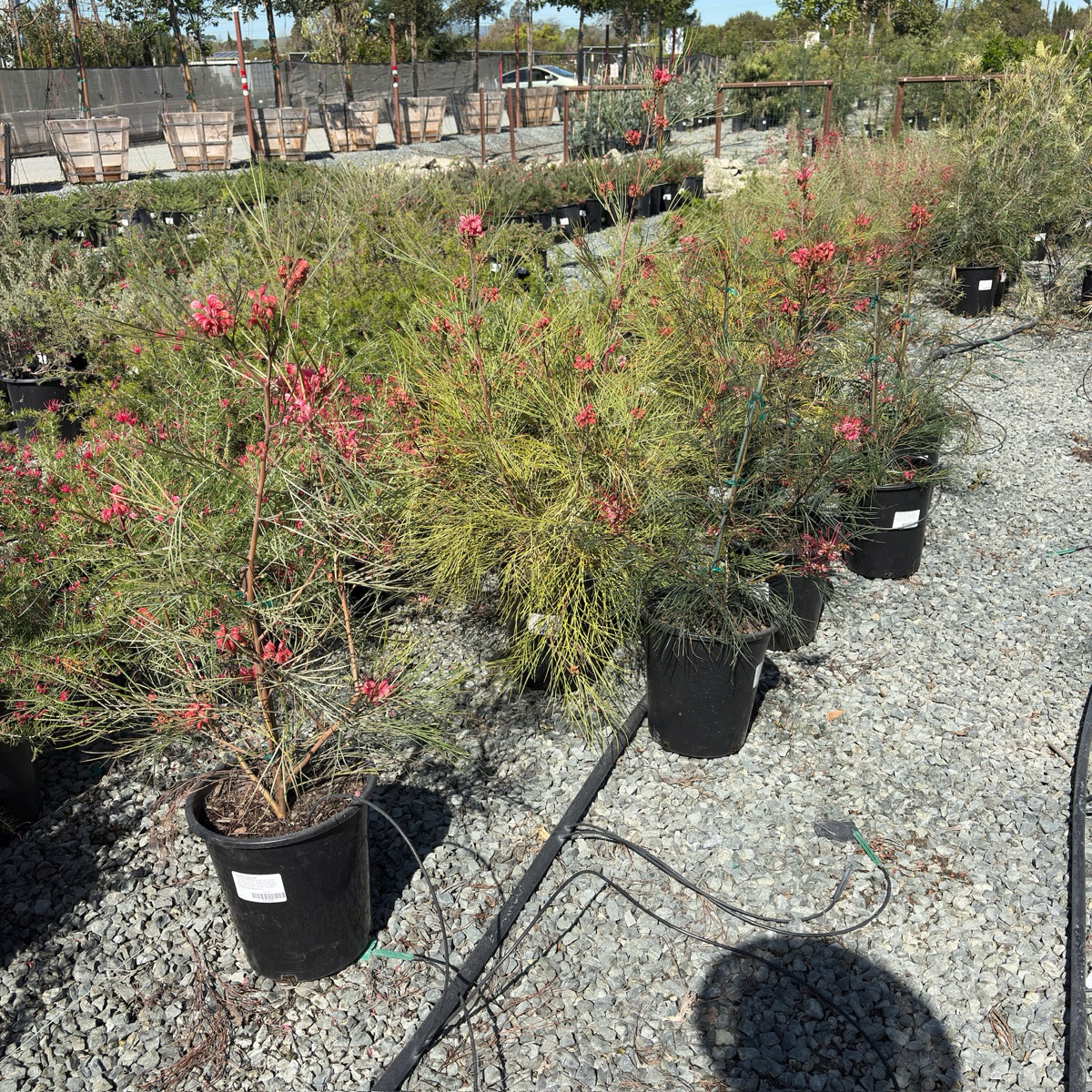 Long John Grevillea