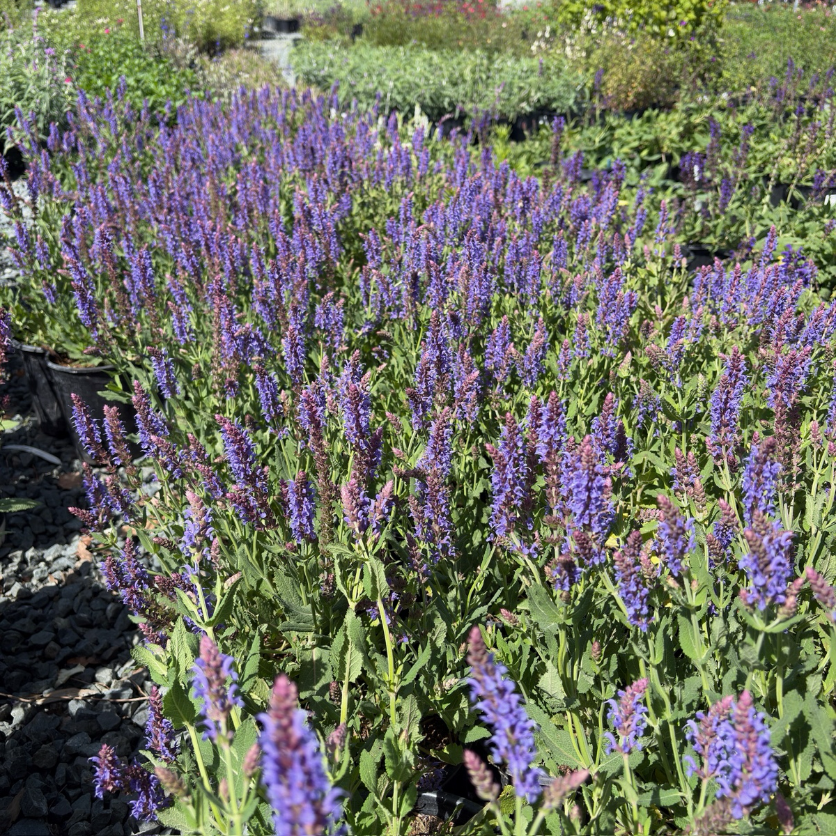 Blue Hill Meadow Sage