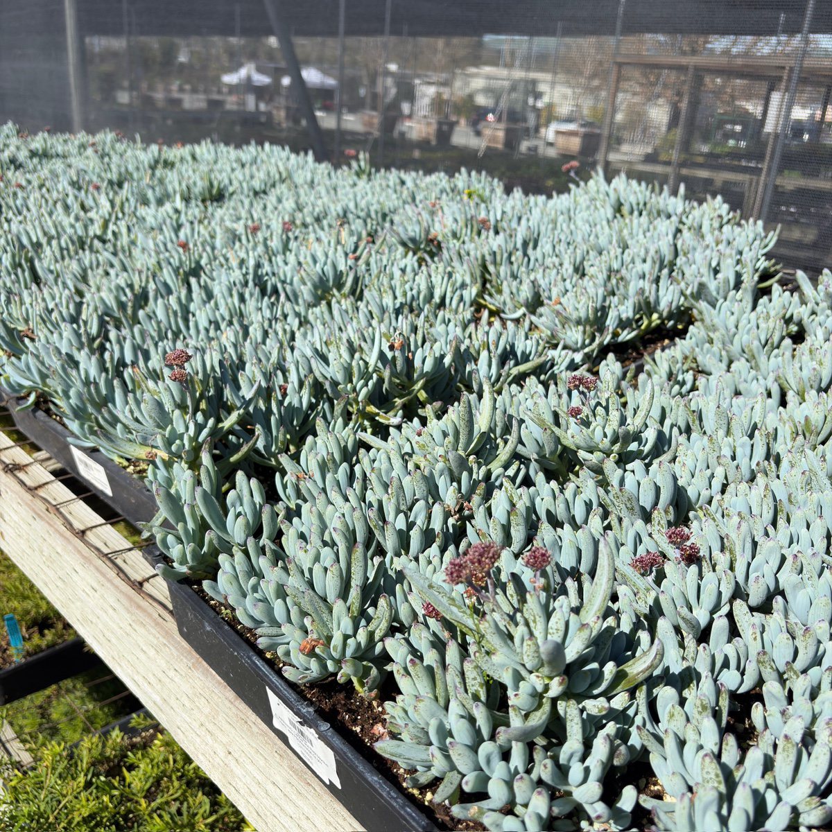 Dwarf Blue Chalksticks