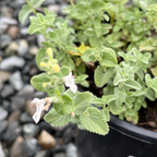 Snowflake Catmint