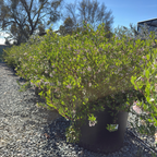 Howard McMinn Manzanita
