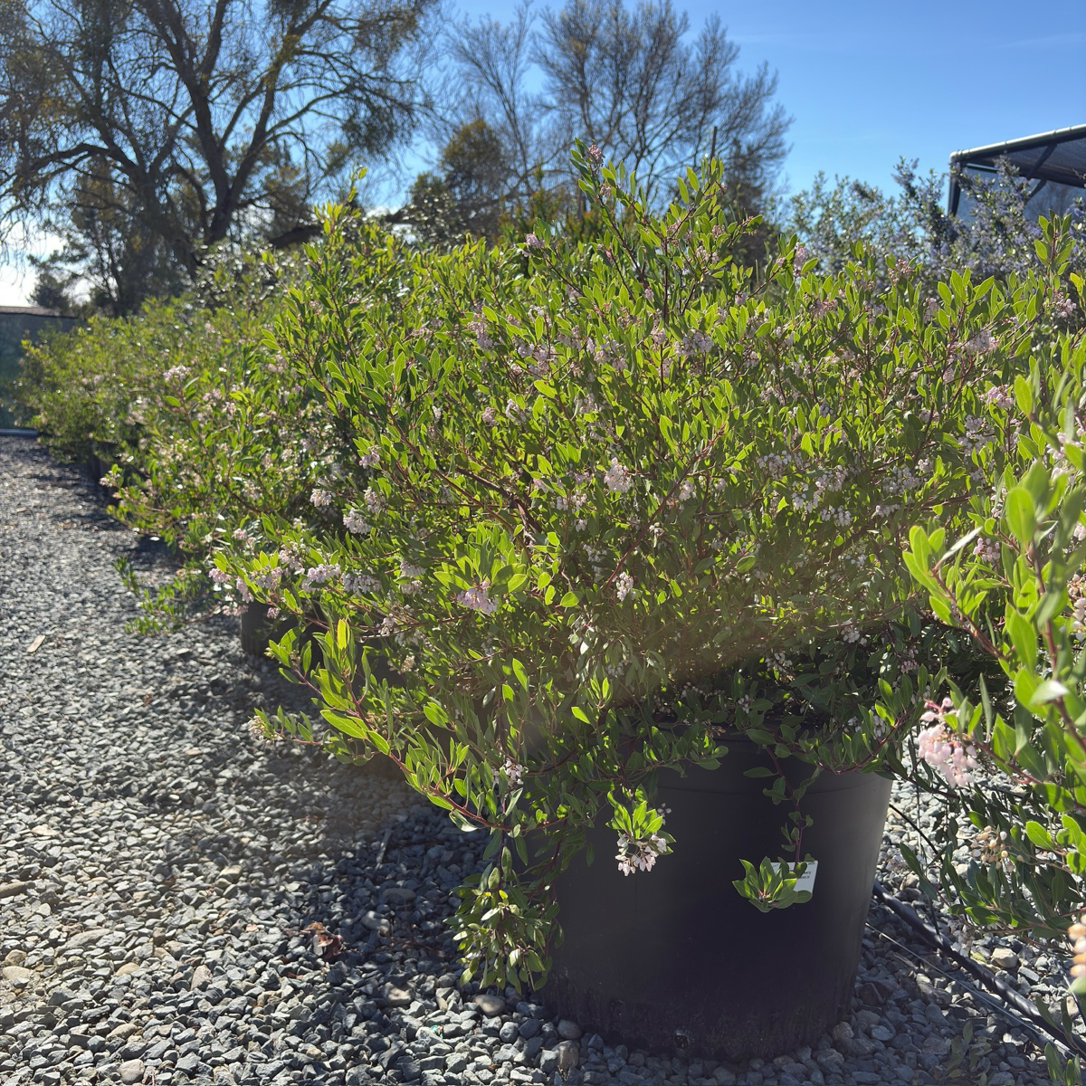 Howard McMinn Manzanita