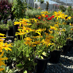 Irush Eyes Gloriosa Daisy