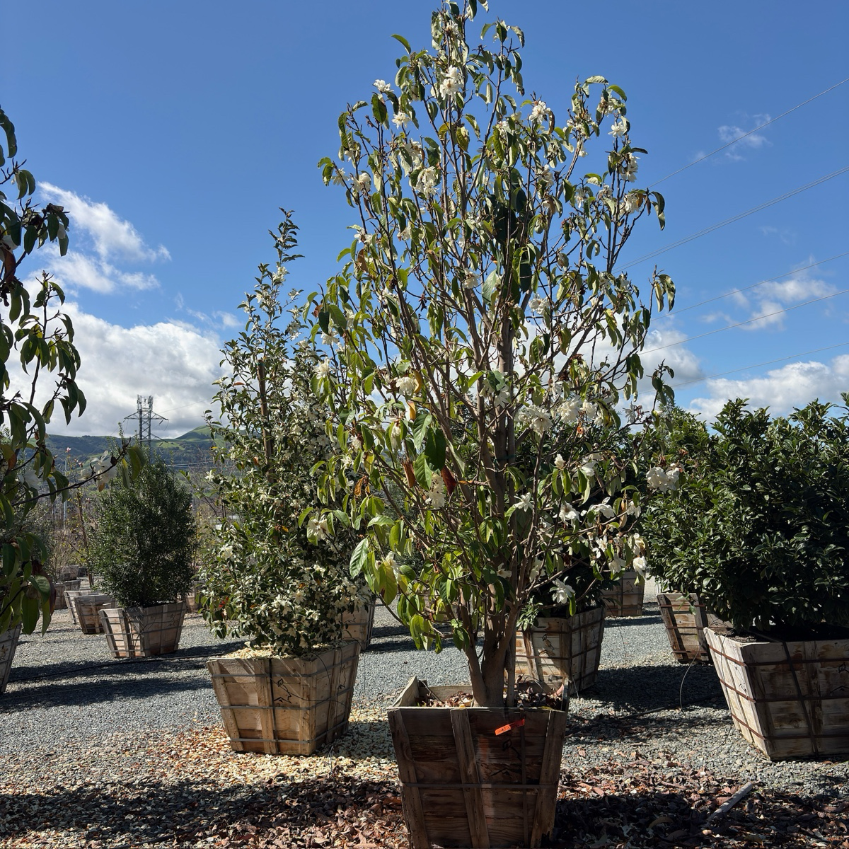 Silver Cloud Michelia