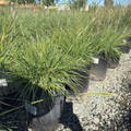 Slender Veldt Grass