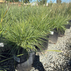 Slender Veldt Grass