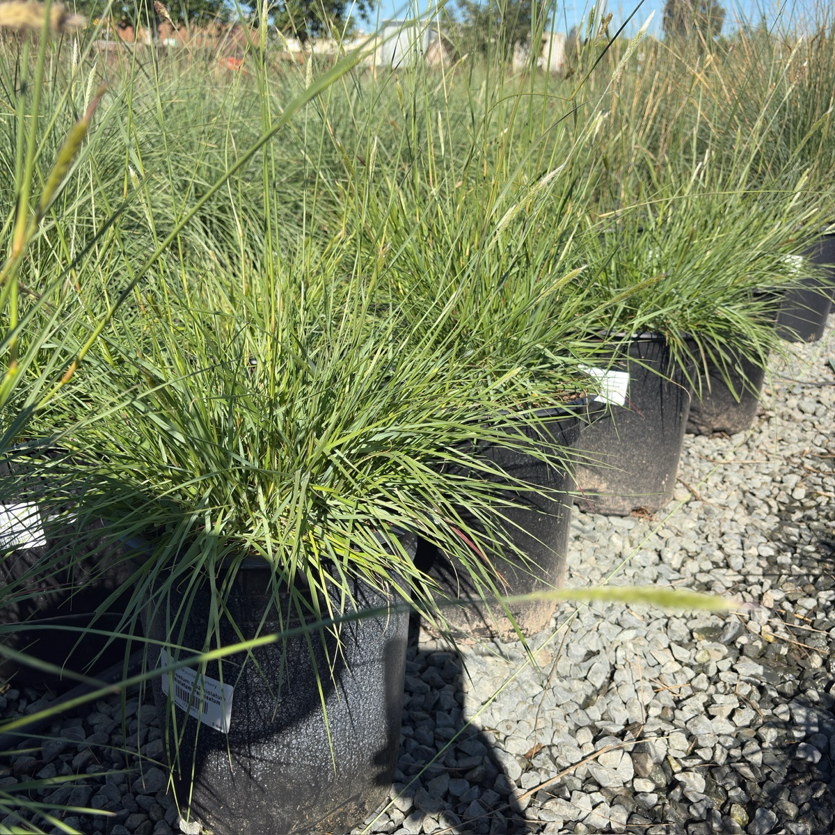 Slender Veldt Grass