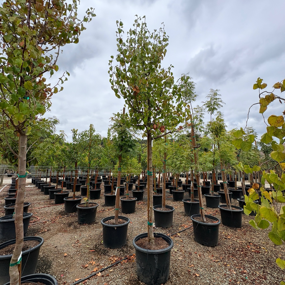 Bradford Callery Pear