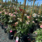 Eden Climbing Rose
